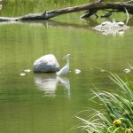 Una garzetta nello stagno Paradiso